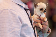 Crufts Dog Show, NEC Birmingham, Britain - 08 Mar 2012