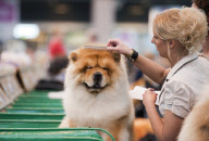 Crufts Dog Show, NEC Birmingham, Britain - 08 Mar 2012