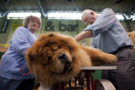 Crufts Dog Show, NEC Birmingham, Britain - 08 Mar 2012