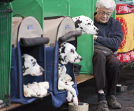 Crufts Dog Show, NEC Birmingham, Britain - 08 Mar 2012