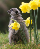 Meerkats with daffodils at Exmoor Zoo, Devon, Britain - 05 Mar 2012