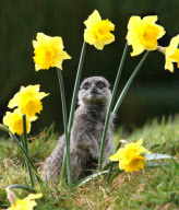 Meerkats with daffodils at Exmoor Zoo, Devon, Britain - 05 Mar 2012