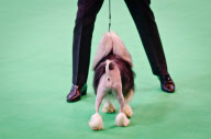 22,000 dogs competed for the world class title of Crufts Best In Show 2012 at Birmingham NEC. 

