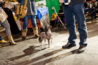 22,000 dogs competed for the world class title of Crufts Best In Show 2012 at Birmingham NEC. 

