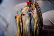 22,000 dogs competed for the world class title of Crufts Best In Show 2012 at Birmingham NEC. 

