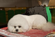 22,000 dogs competed for the world class title of Crufts Best In Show 2012 at Birmingham NEC. 

