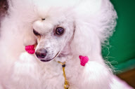 22,000 dogs competed for the world class title of Crufts Best In Show 2012 at Birmingham NEC. 

