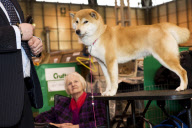 22,000 dogs competed for the world class title of Crufts Best In Show 2012 at Birmingham NEC. 

