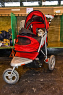22,000 dogs competed for the world class title of Crufts Best In Show 2012 at Birmingham NEC. 

