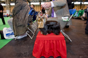 22,000 dogs competed for the world class title of Crufts Best In Show 2012 at Birmingham NEC. 

