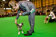 22,000 dogs competed for the world class title of Crufts Best In Show 2012 at Birmingham NEC. 

