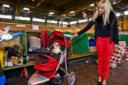 22,000 dogs competed for the world class title of Crufts Best In Show 2012 at Birmingham NEC. 

