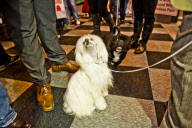 22,000 dogs competed for the world class title of Crufts Best In Show 2012 at Birmingham NEC. 

