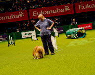 22,000 dogs competed for the world class title of Crufts Best In Show 2012 at Birmingham NEC. 

