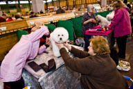 22,000 dogs competed for the world class title of Crufts Best In Show 2012 at Birmingham NEC. 

