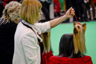 22,000 dogs competed for the world class title of Crufts Best In Show 2012 at Birmingham NEC. 

