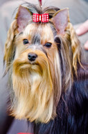 22,000 dogs competed for the world class title of Crufts Best In Show 2012 at Birmingham NEC. 

