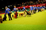 22,000 dogs competed for the world class title of Crufts Best In Show 2012 at Birmingham NEC. 

