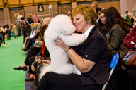 22,000 dogs competed for the world class title of Crufts Best In Show 2012 at Birmingham NEC. 

