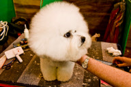 22,000 dogs competed for the world class title of Crufts Best In Show 2012 at Birmingham NEC. 

