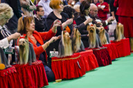 22,000 dogs competed for the world class title of Crufts Best In Show 2012 at Birmingham NEC. 


