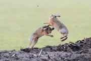 Boxing Hares, females fight off males during mating season, island of Texel, Holland - Mar 2012