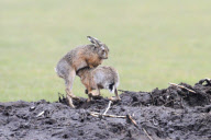 Boxing Hares, females fight off males during mating season, island of Texel, Holland - Mar 2012