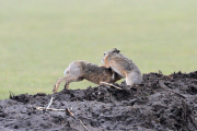 Boxing Hares, females fight off males during mating season, island of Texel, Holland - Mar 2012