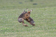 Boxing Hares, females fight off males during mating season, island of Texel, Holland - Mar 2012