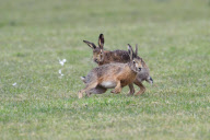 Boxing Hares, females fight off males during mating season, island of Texel, Holland - Mar 2012