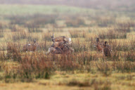 Boxing Hares, females fight off males during mating season, island of Texel, Holland - Mar 2012
