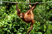 Orangutan Yoga