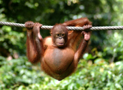 Orangutan Yoga
