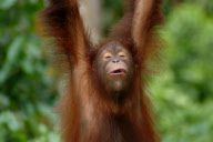 Orangutan Yoga