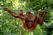 Orangutan Yoga