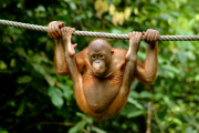 Orangutan Yoga