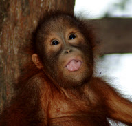Orangutan Yoga