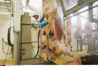 FRANCE: Illustration Slaughter controversy