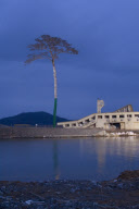 Pine tree becomes symbol of hope in tsunami ravaged Japan