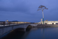 Pine tree becomes symbol of hope in tsunami ravaged Japan