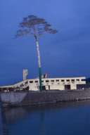 Pine tree becomes symbol of hope in tsunami ravaged Japan