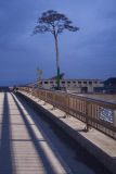 Pine tree becomes symbol of hope in tsunami ravaged Japan