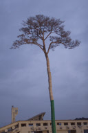 Pine tree becomes symbol of hope in tsunami ravaged Japan