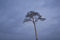 Pine tree becomes symbol of hope in tsunami ravaged Japan