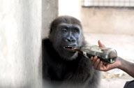 Gorilla Shufai lebt seit seiner Kindheit im Mefou Nationalpark