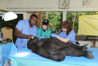 Gorilla Shufai lebt seit seiner Kindheit im Mefou Nationalpark
