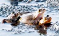 Frogs spawning at the Shropshire Hills Discovery Centre, Craven Arms, Shropshire, Britain - 07 Mar 2012