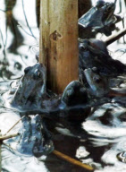 Frogs spawning at the Shropshire Hills Discovery Centre, Craven Arms, Shropshire, Britain - 07 Mar 2012