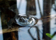 Frogs spawning at the Shropshire Hills Discovery Centre, Craven Arms, Shropshire, Britain - 07 Mar 2012