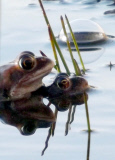 Frogs spawning at the Shropshire Hills Discovery Centre, Craven Arms, Shropshire, Britain - 07 Mar 2012